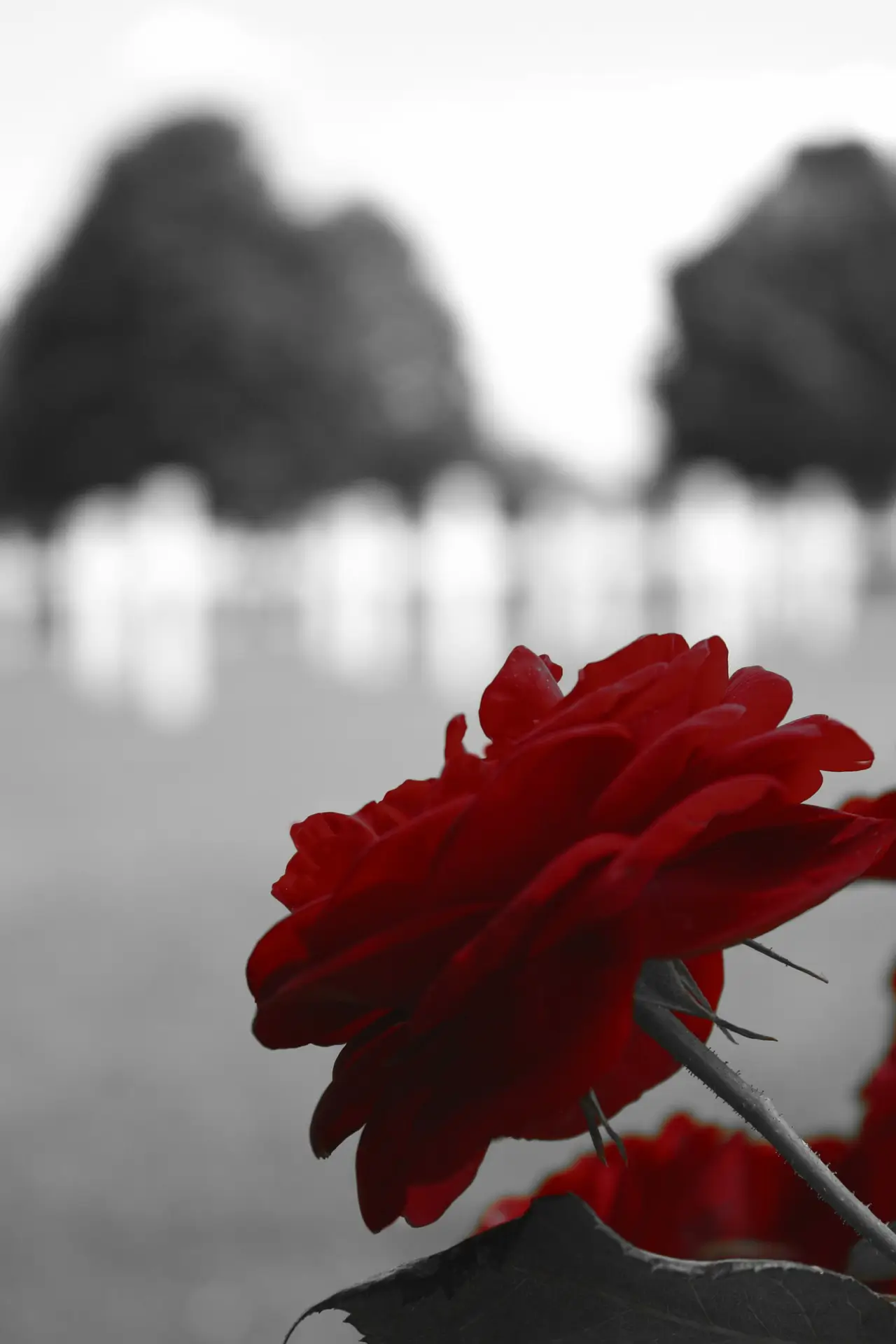 Výběr květin na pohřeb